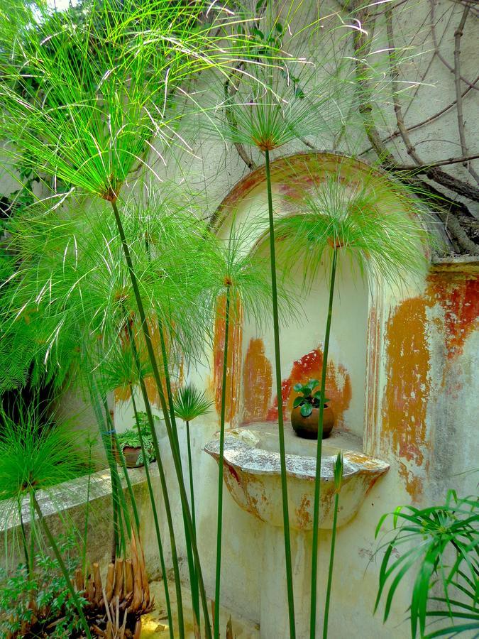 Cissus Hotel Boutique (Adults Only) Antigua Eksteriør bilde